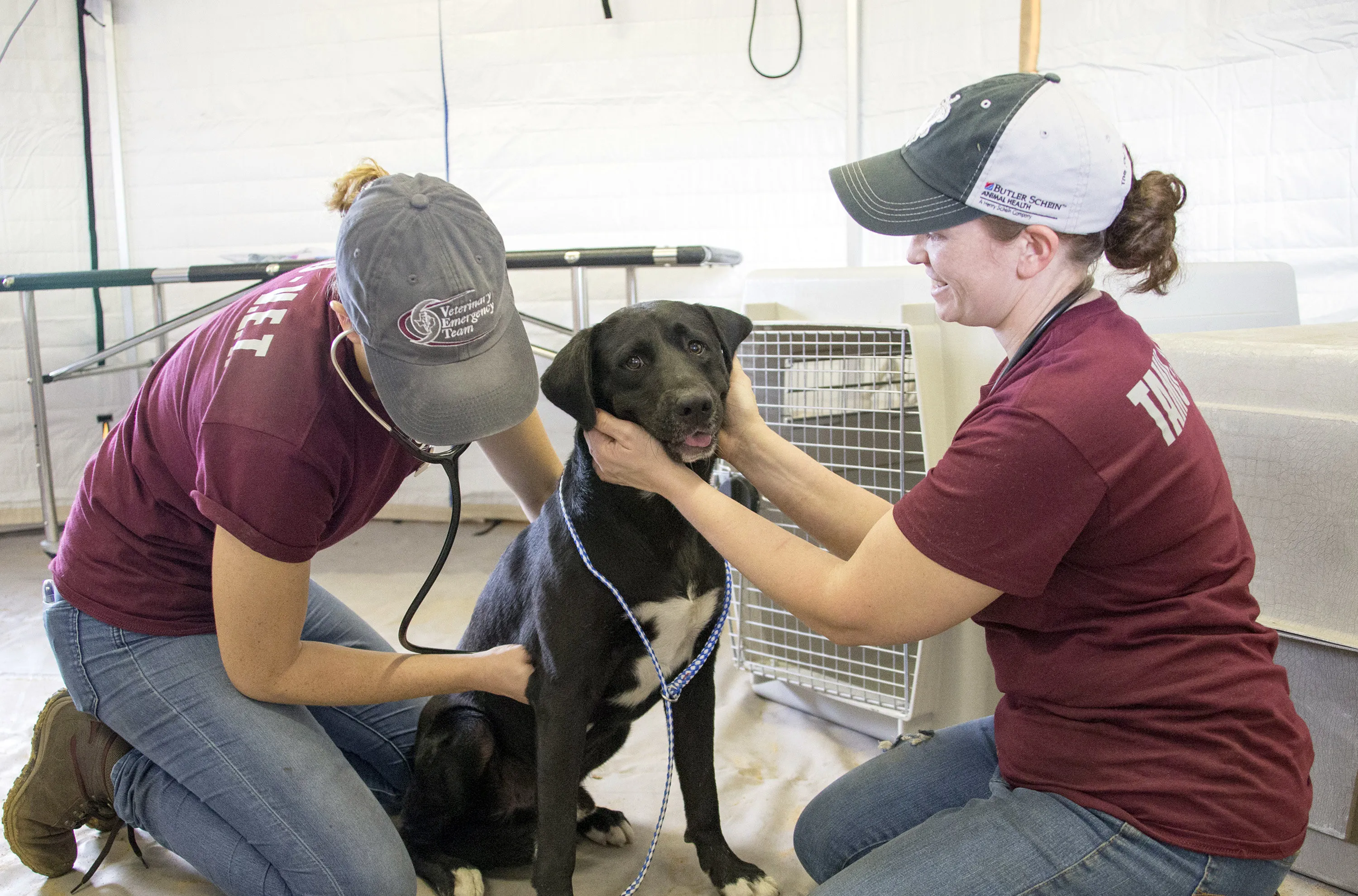 Vet team members with dog working in a field