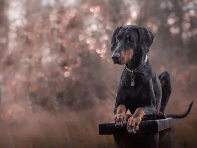 Veterinarian collecting semen from a stud dog for artificial insemination