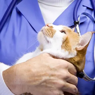 Veterinarian examining a cat during a check-up