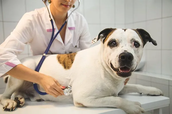 Veterinarian examining a cat during a routine check-up