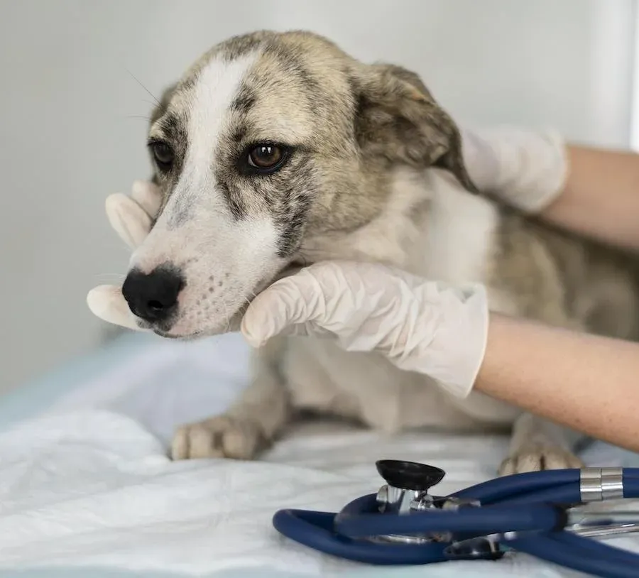 Veterinarian examining a husky mix with a stethoscope on a medical table.