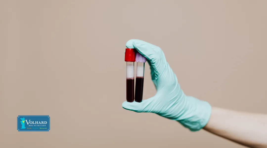 Veterinarian examining blood samples for diagnosis