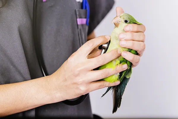 Veterinarian examining pet bird for respiratory disease