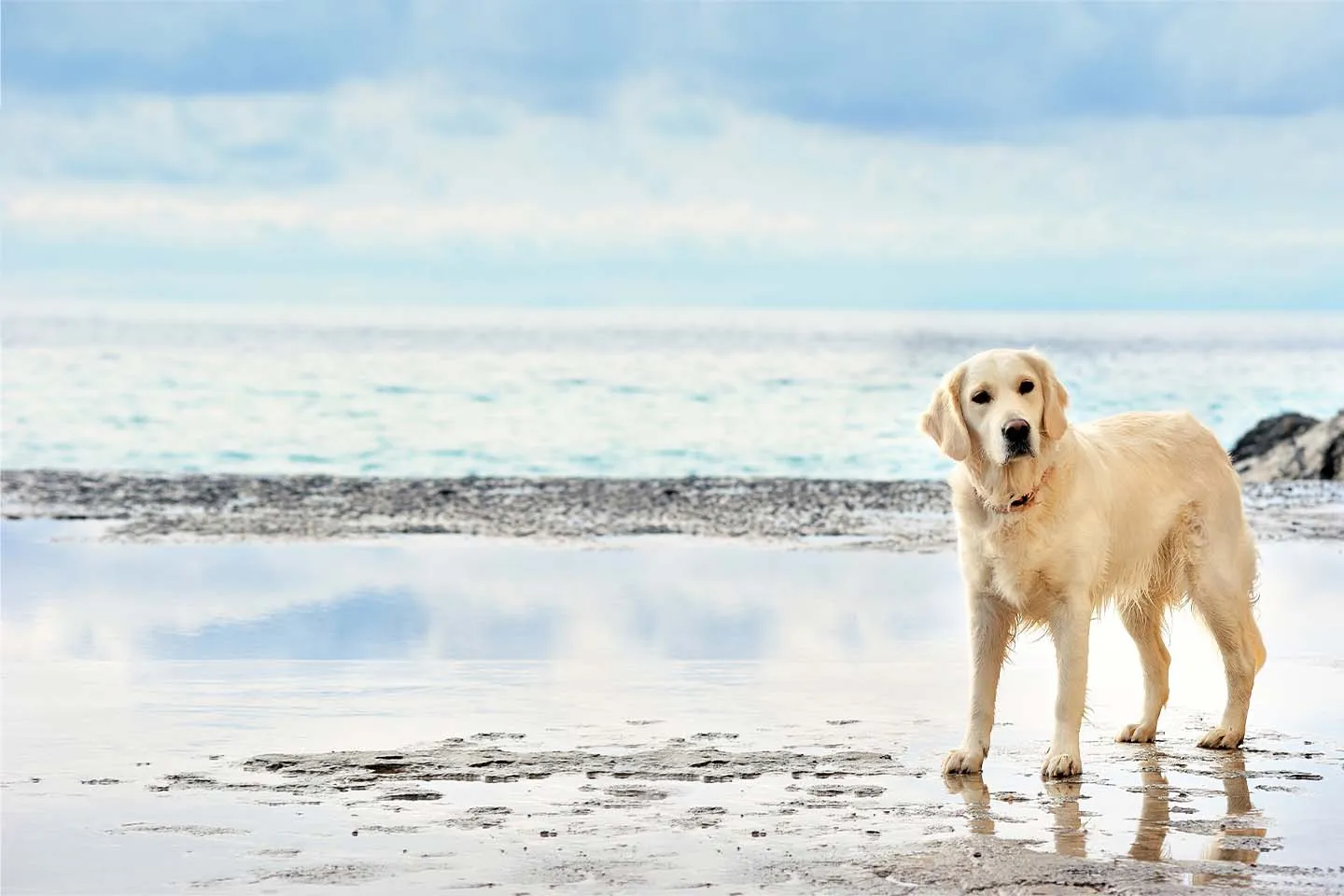 Veterinarian gently examining a dog's teeth during a routine check-up inside the clinic