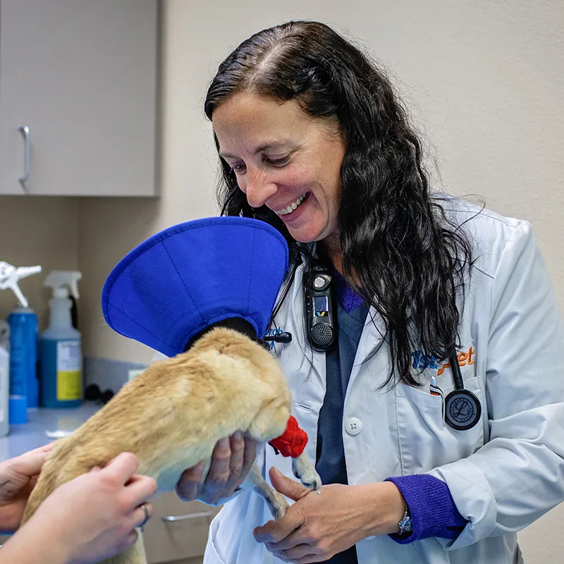 Veterinarian performing advanced procedure on a pet