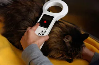 Veterinarian scanning a cat's microchip with a handheld reader