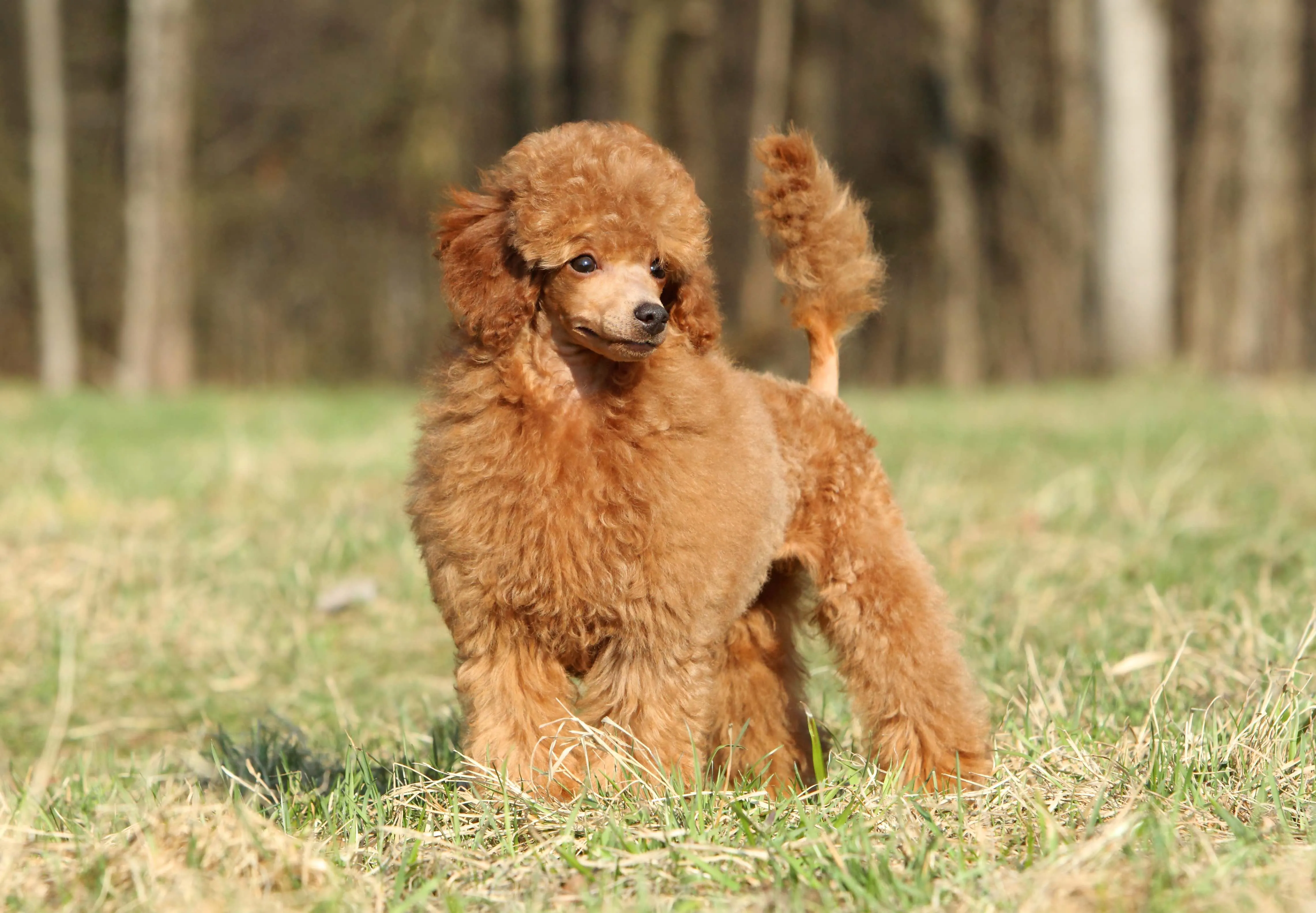 Vibrant red Toy Poodle standing attentively in green grass