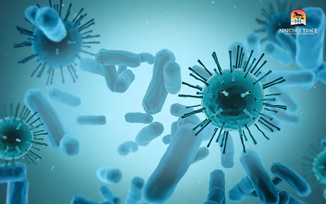 Virus, bacteria, and infections causing kennel cough