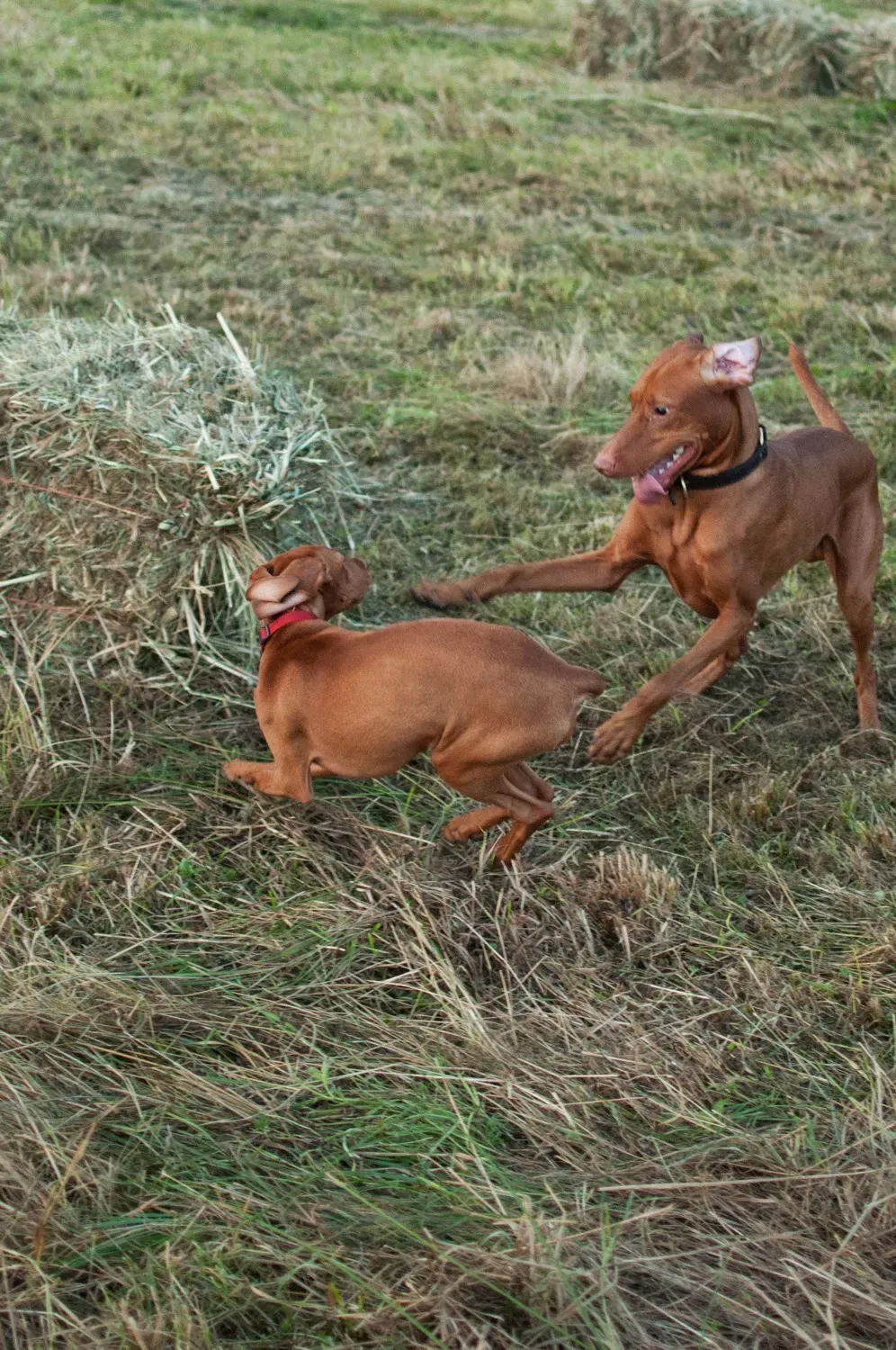 Vizsla play is full-on