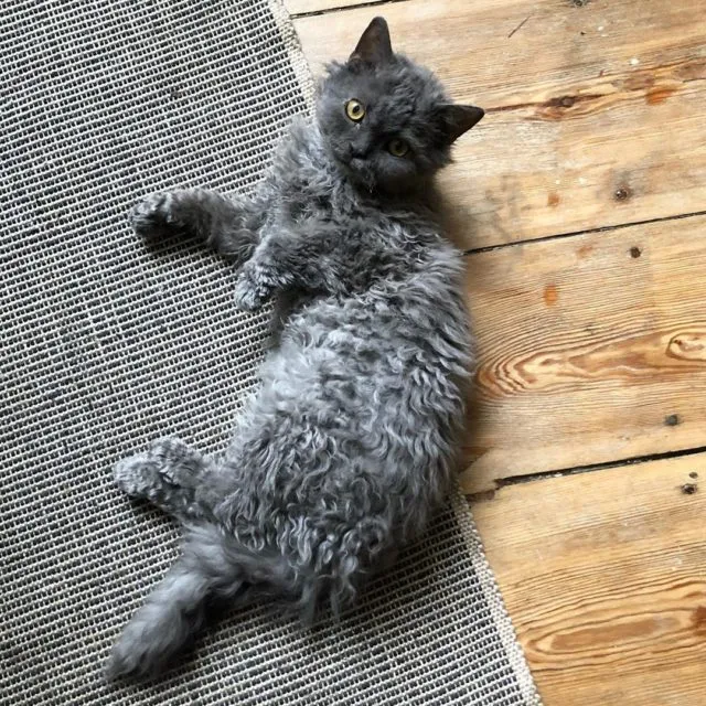 Vlaadimir1er Selkirk Rex with prominent curly whiskers and fur