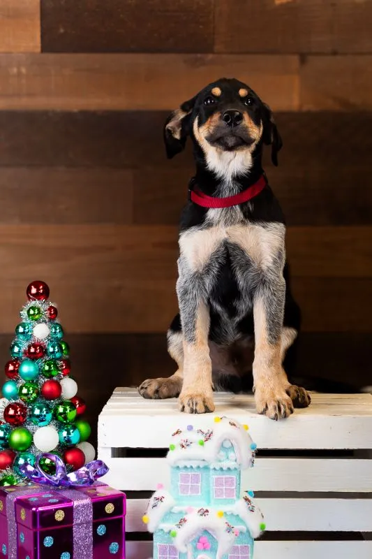 Walter (#1002-25), playful Great Pyrenees Mix male puppy, 12 weeks