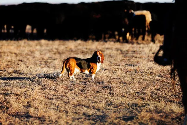 Walter and Charlie the Basset Hounds standing together in a grassy field, with Walter looking up