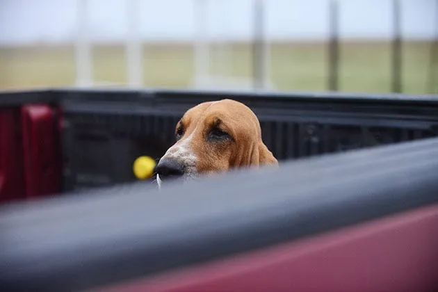 Walter the Basset Hound sitting calmly in the back of a pickup truck, awaiting his brother's return