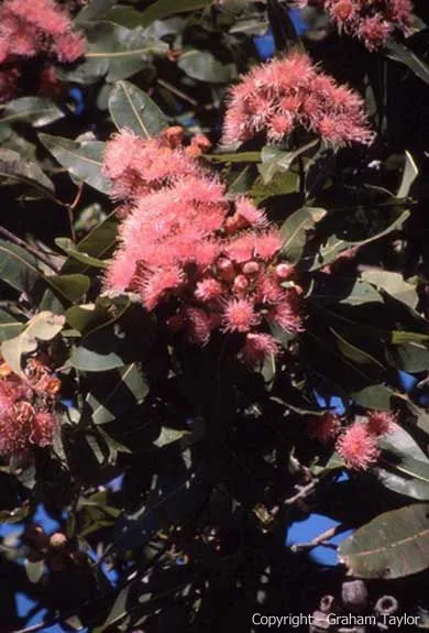 Western Australian Flowering Gum blossoms and nuts for Eclectus foraging