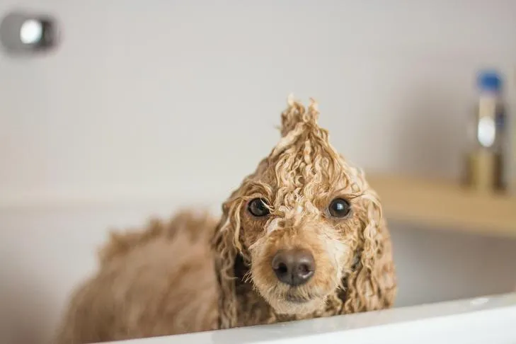 Wet Poodle standing in the bathtub, looking directly at the camera after a bath.