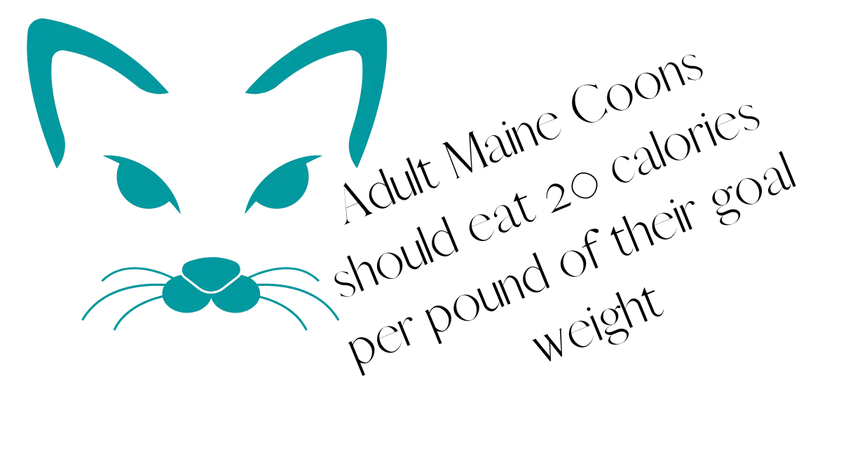 what should i feed my maine coon