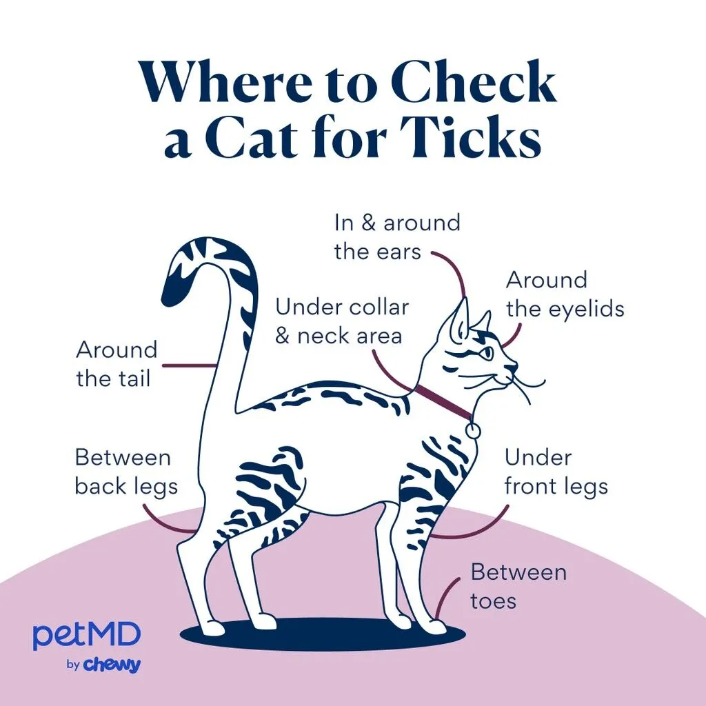 where to check a cat for ticks