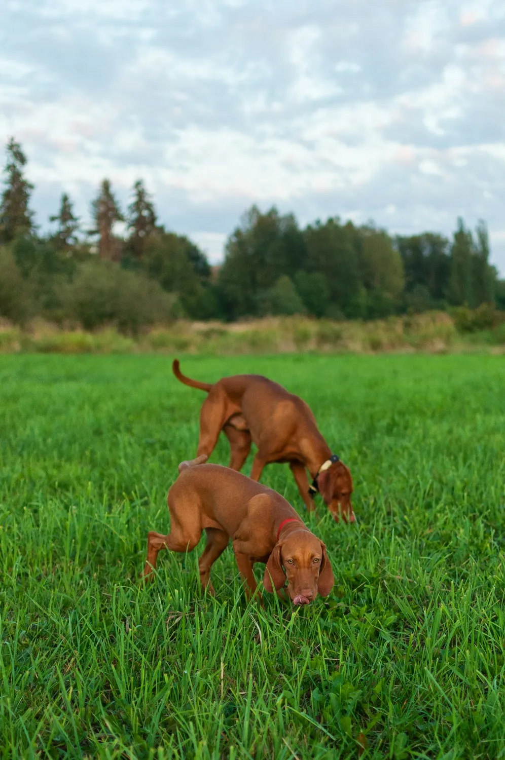 Whiskey copies Yoffi