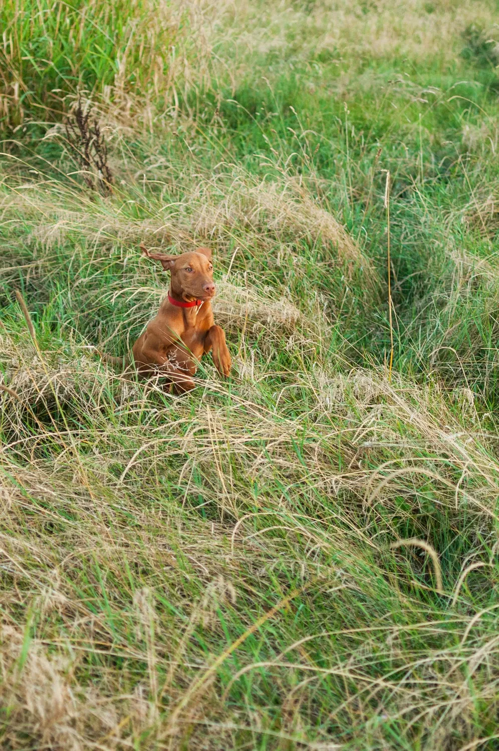 Whiskey leaping over the grass like a rabbit-antelope