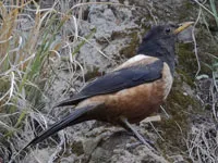White-backed Thrush showcasing its stark white back and belly against black plumage