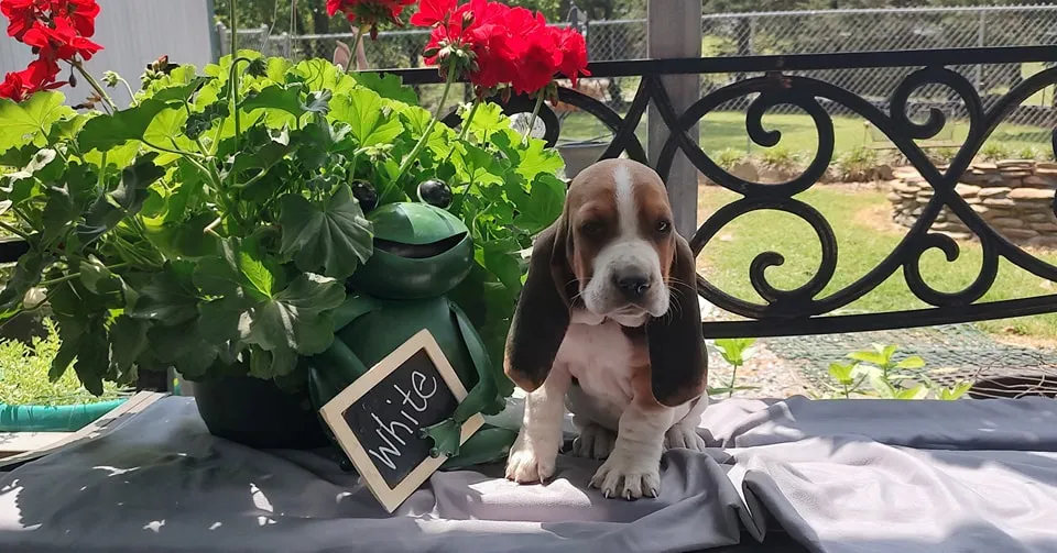 White basset hound puppy highlighted