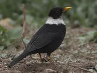 White-collared Blackbird with striking black plumage and a clear white neck band in India