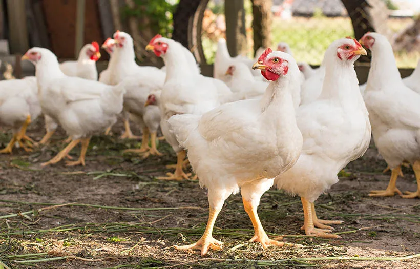 White Leghorn meatbirds fed Nutrena NatureWise