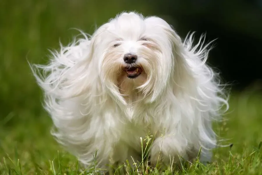 White longhaired dog running outdoors
