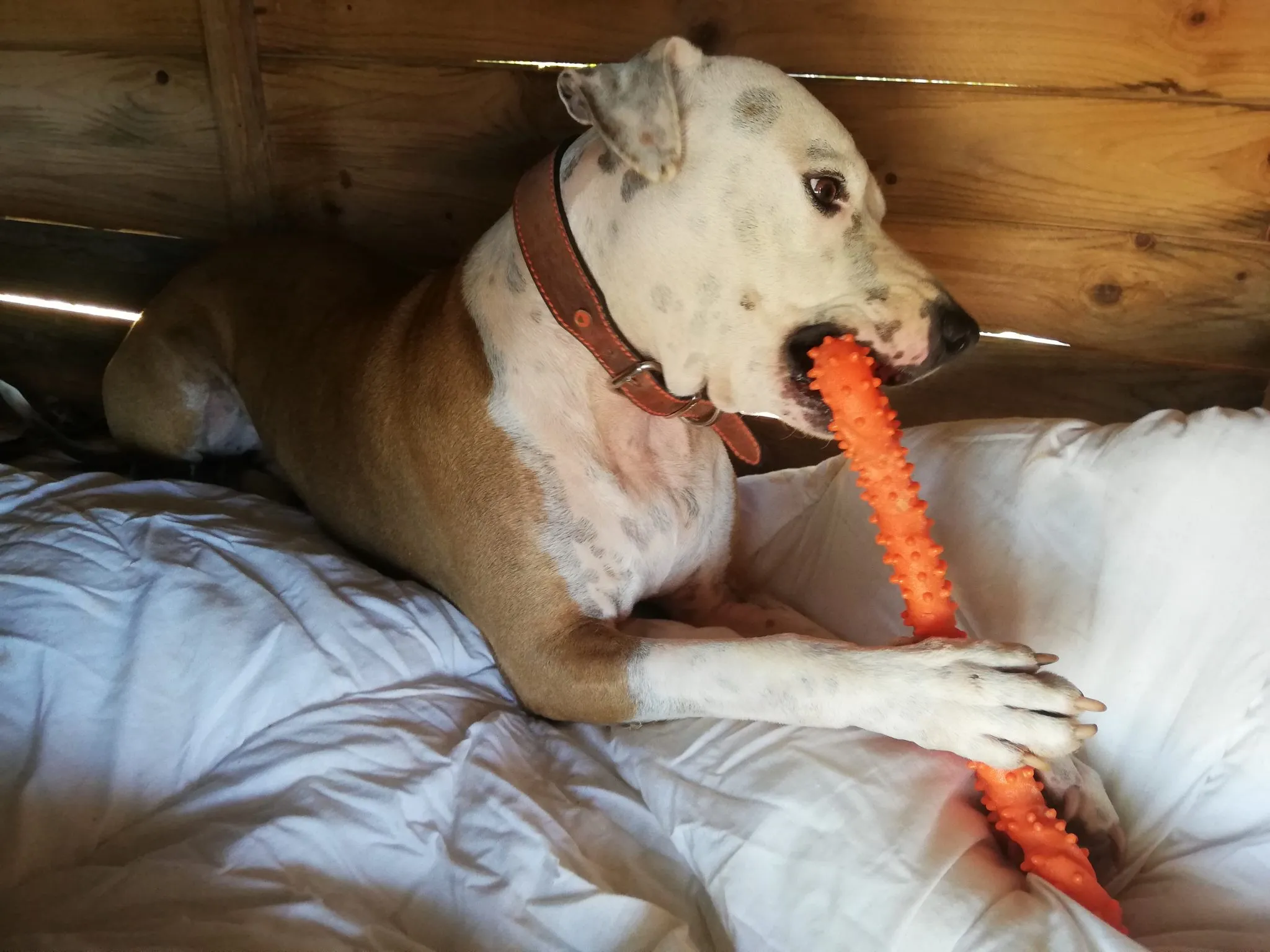 White Nero fetching bone