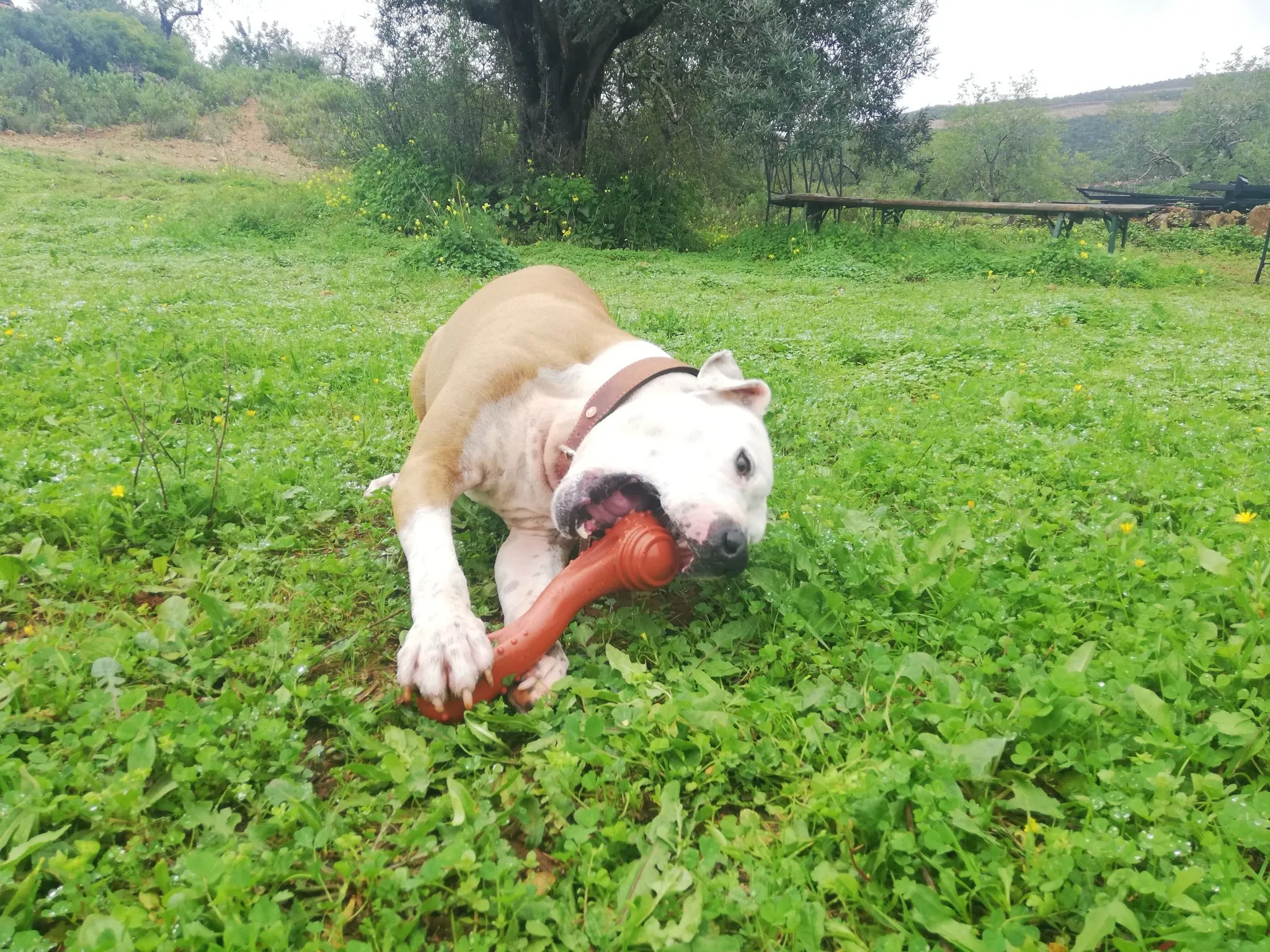 White Nero tossing the Nylabone