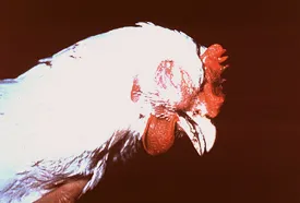 White Orpington with severely swollen sinuses and nasal discharge