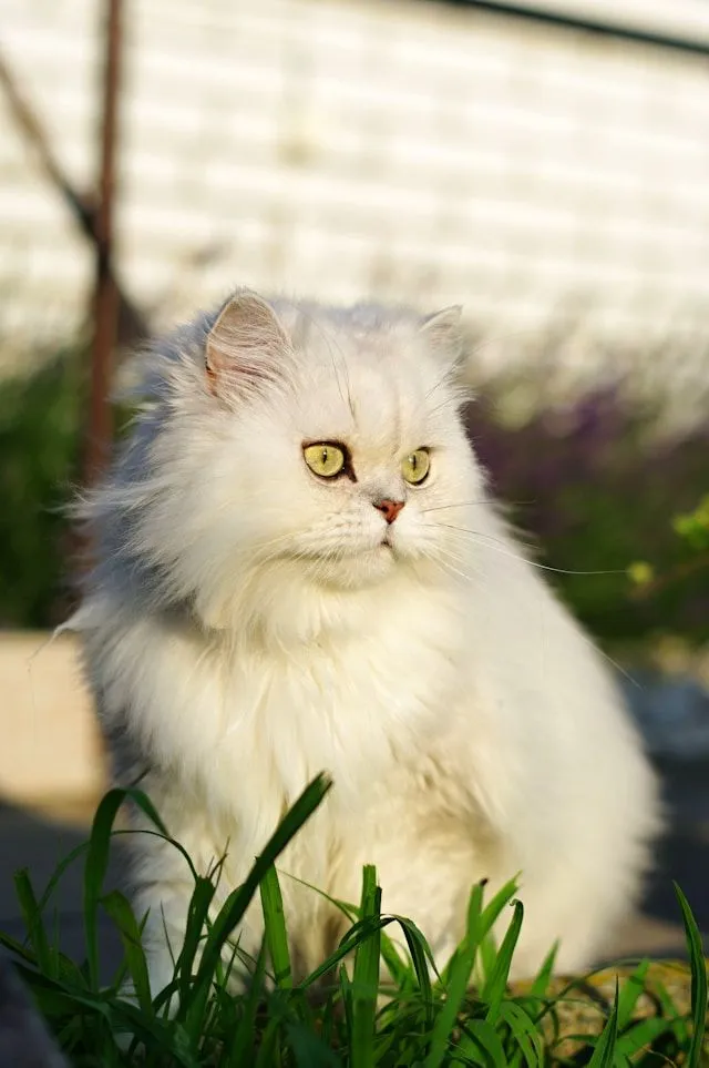 White Persian Cat