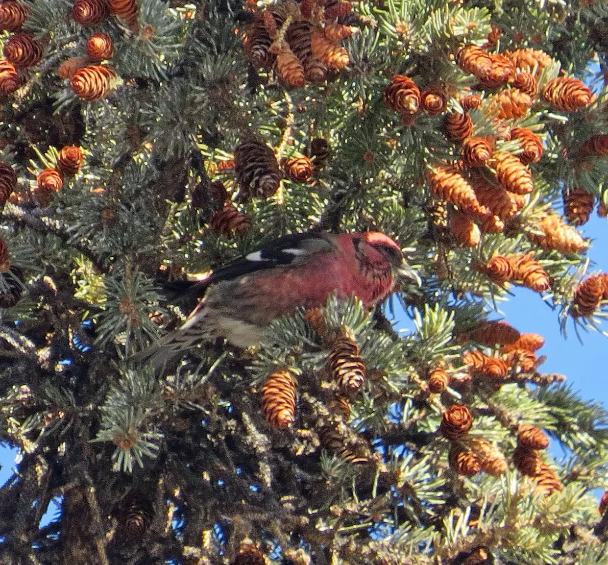 White-winged Crossbill foraging in spruce tree cones during winter survey