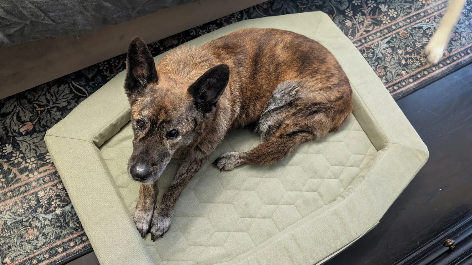 Wiley, a brown and white dog, comfortably sleeping on the new green Gunner Homestead dog bed.