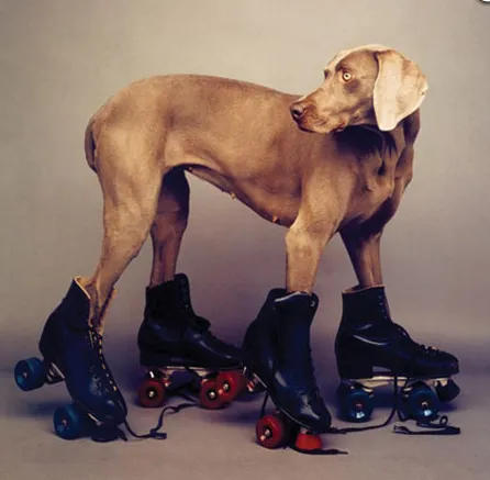 William Wegman's Weimaraner Fay Wray perched on roller skates in the famous 1986 photograph "Roller Rover"