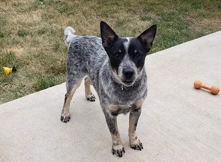 Windy, a curious Toy Blue Heeler puppy, exploring her new surroundings