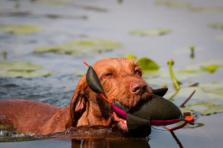 Wirehaired Vizsla swimming retrieving a decoy.