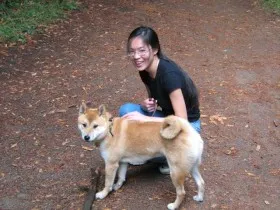 With a Shiba Inu, it is important to stay calm at all times