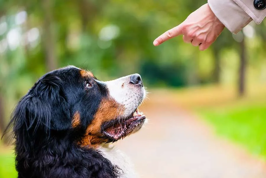 Woman doing obedience training with a dog in an outdoor setting