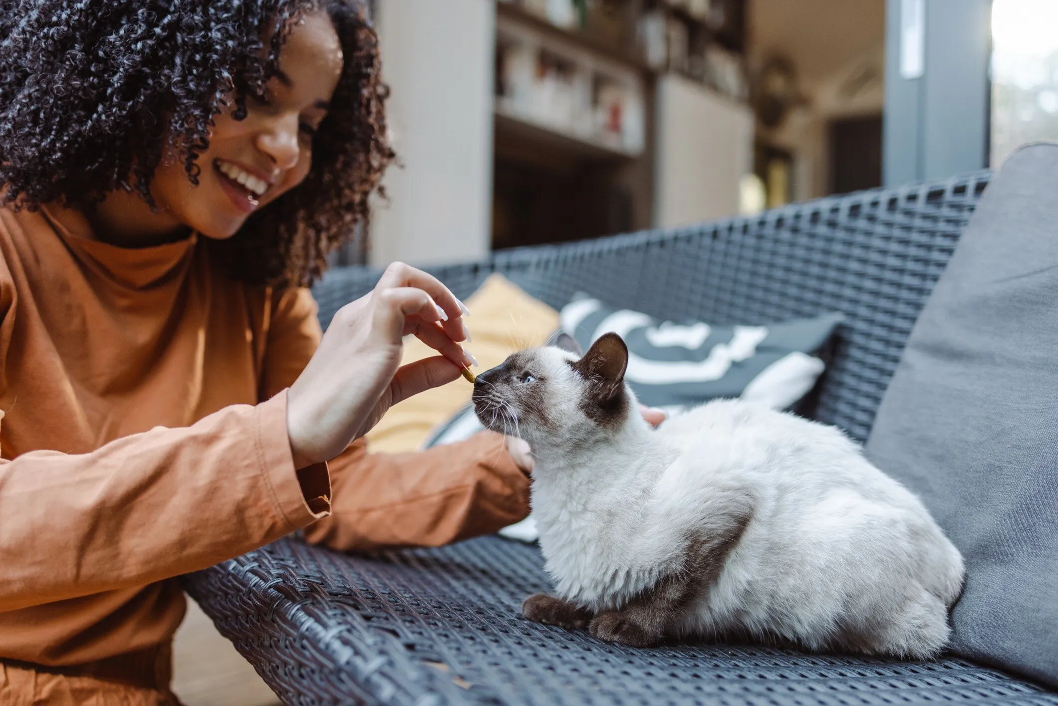 Woman giving a Siamese cat a treat