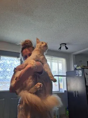 Woman holding a big red silver Maine Coon cat
