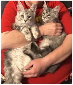 Woman holding two silver Maine Coon kittens Oogie and Boogie