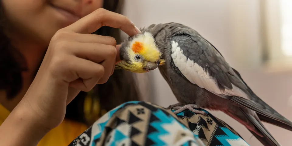 Woman petting cockatiel perched on her shoulder