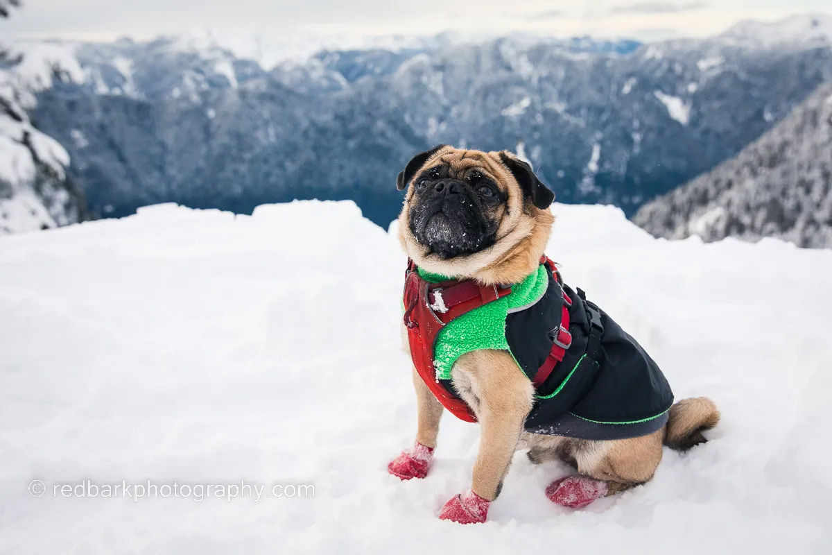 Wonton, a dog, happily wearing balloon-style rubber boots in the snow