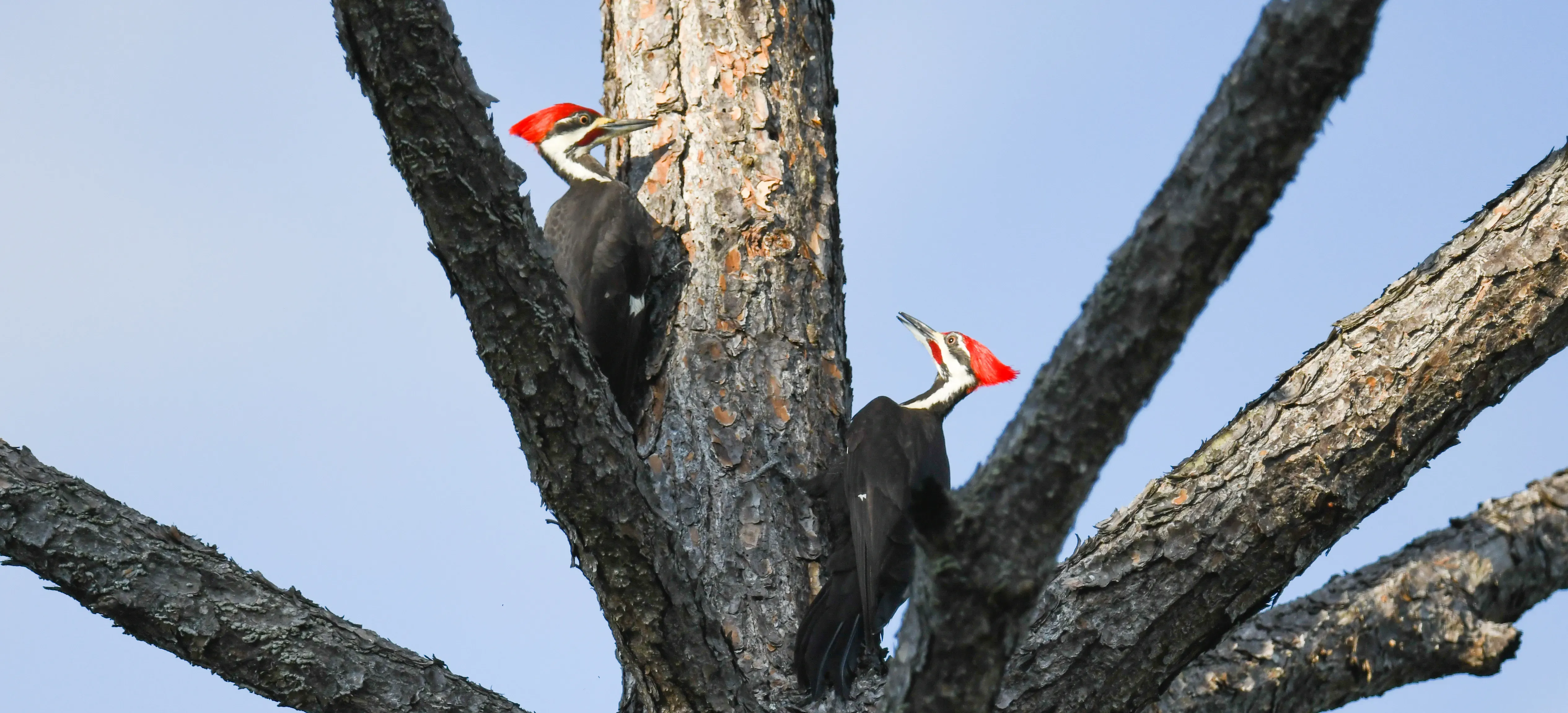 Wood chips flying as female Pileated excavates the nest