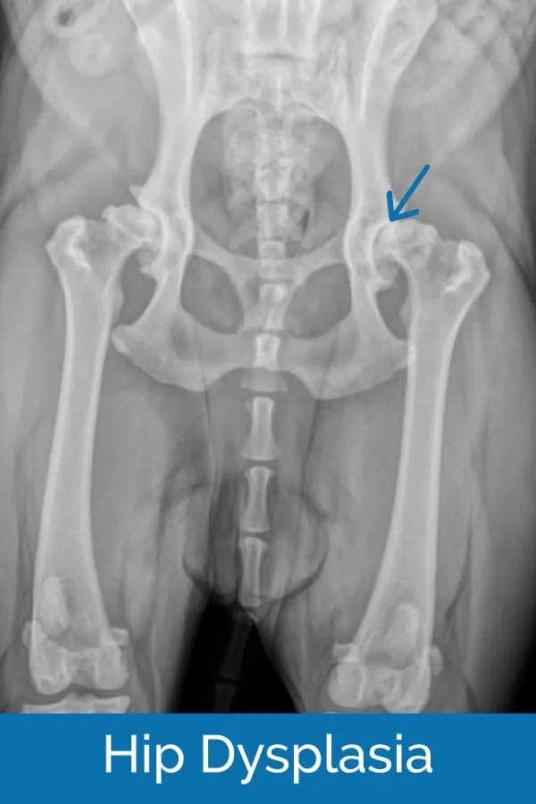 X-ray illustrating hip dysplasia in a dog, characterized by a shallower joint socket