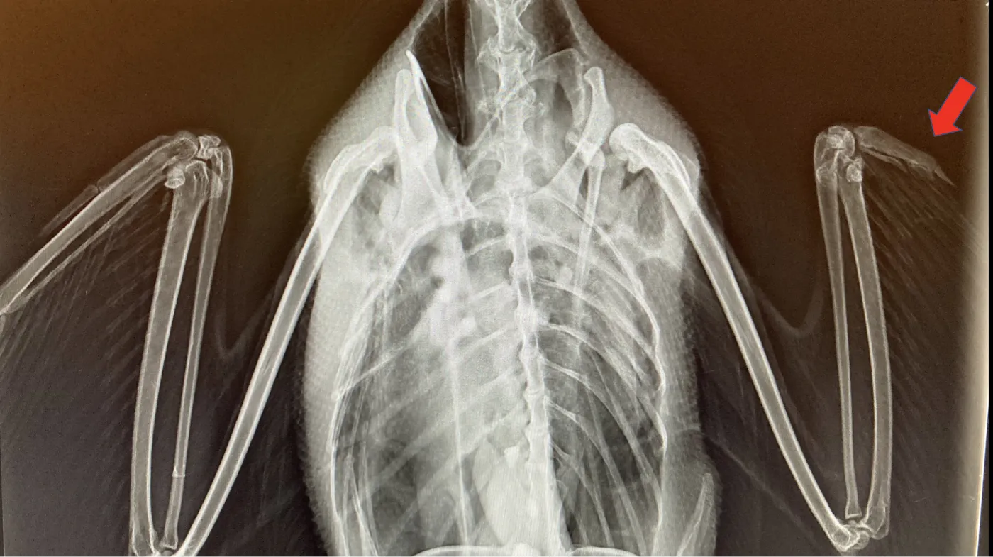 X-ray image of a loon with a broken wing from a boat propeller injury