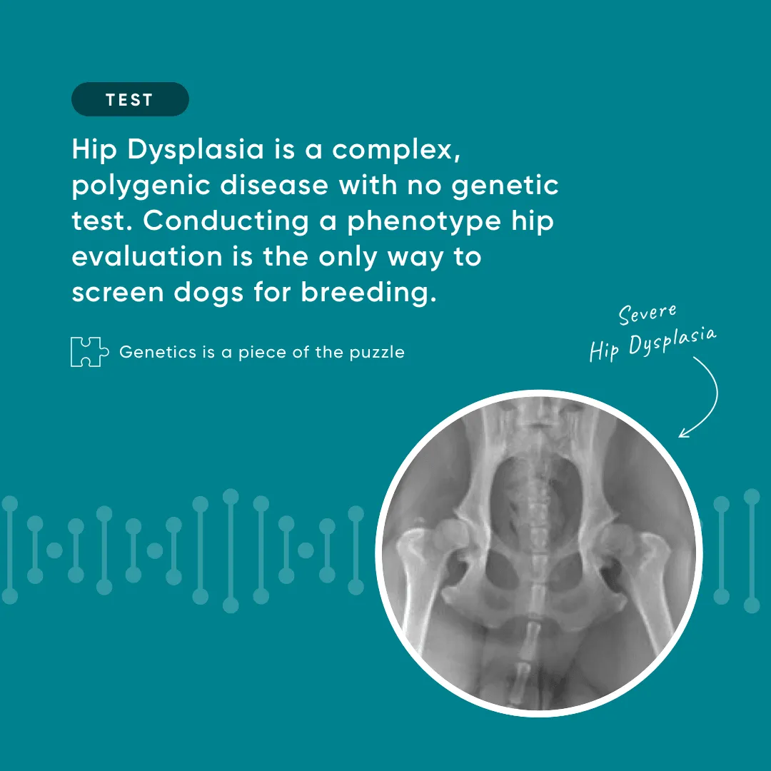 X-ray image showing the skeletal structure of a dog's hips with markers