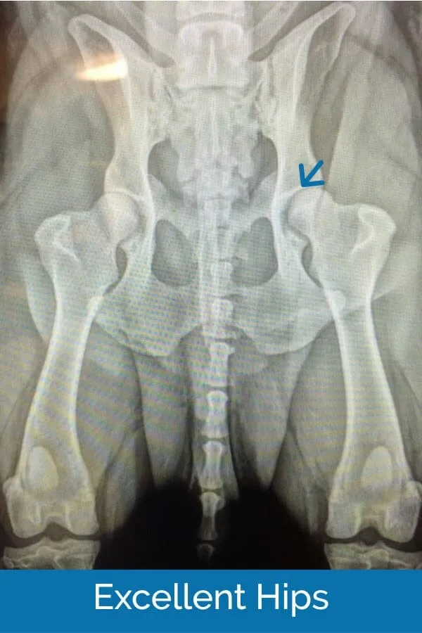 X-ray of a dog with excellent hip conformation, certified by the OFA