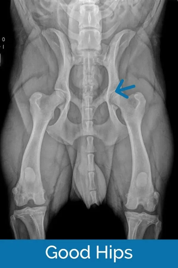 X-ray of a five-year-old Labrador Retriever with hips rated 'good' by the Orthopedic Foundation for Animals